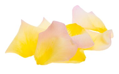 Beyaz arka plan üzerinde izole Sarı gül yaprakları