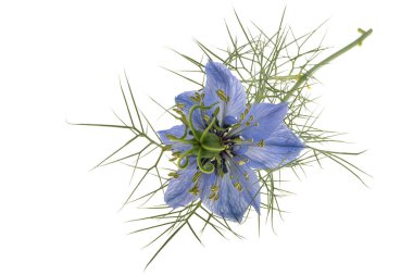 Nigella çiçeği beyaz arkaplanda izole edilmiş