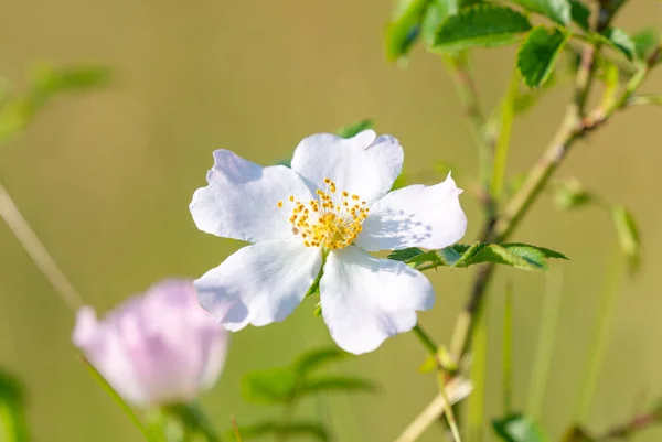Dzika Róża Kwitnąca Łące — Zdjęcie stockowe