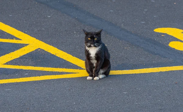 Porträt Einer Schwarzen Katze Auf Der Straße — Stockfoto