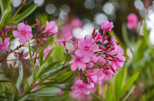 Mooie Bloeiende Roze Oleander Close — Stockfoto