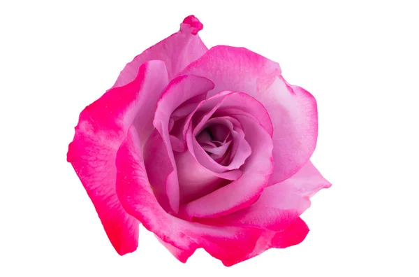 Rose Rose Isolée Sur Fond Blanc — Photo