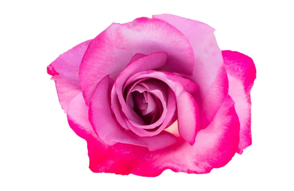 배경에 고립된 분홍빛 — 스톡 사진