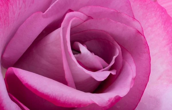 一朵美丽的粉红玫瑰靠近了 — 图库照片