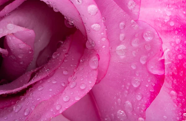 Eine Schöne Rosa Rose Aus Nächster Nähe — Stockfoto