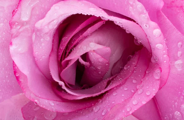 Piękna Różowa Róża Bliska — Zdjęcie stockowe