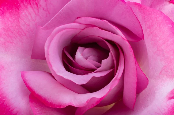 美しいピンク色のバラが — ストック写真