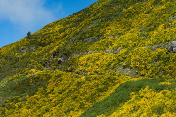 Piękny Krajobraz Maderze Słoneczny Dzień — Zdjęcie stockowe