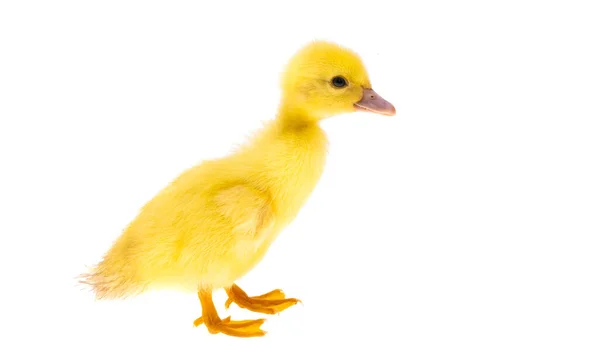 Little Ducklings Isolated White Background — Stock Photo, Image