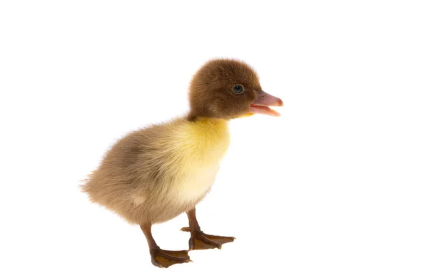 Little Ducklings Isolated White Background — Stock Photo, Image