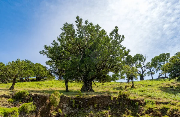 Árvores Loureiro Ilha Madeira Dia Ensolarado — Fotografia de Stock