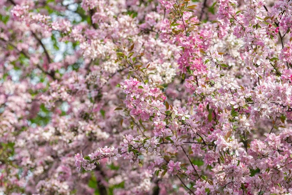 Tavaszi Háttér Virágzó Rózsaszín Almafa — Stock Fotó
