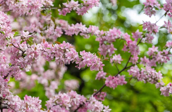 Tavaszi Háttér Virágzó Rózsaszín Almafa — Stock Fotó