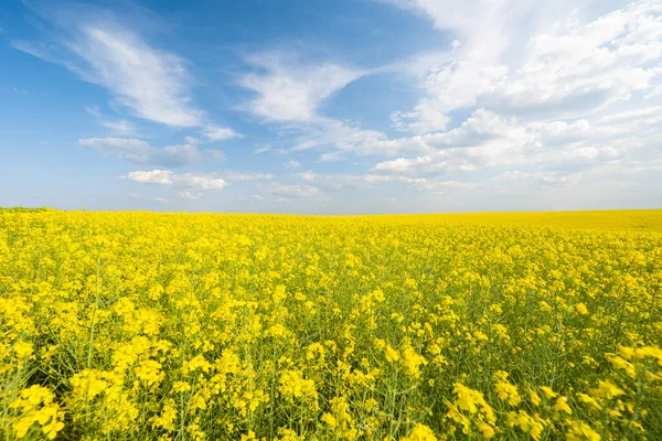 Field Blooming Rapeseed Sunny Day — Stock Photo, Image