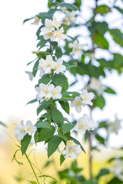 春天花坛上的茉莉花 — 图库照片