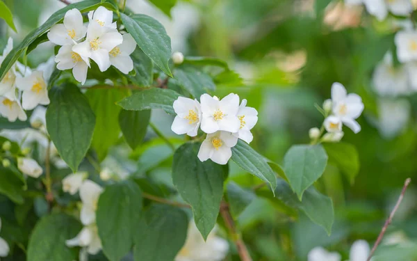 Jasminblüte Einem Blumenbeet Frühling — Stockfoto