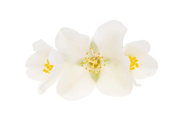 在白色背景上隔离的茉莉花 — 图库照片