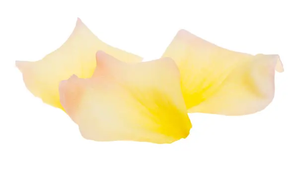 孤立的白色背景上的黄色玫瑰花瓣 — 图库照片