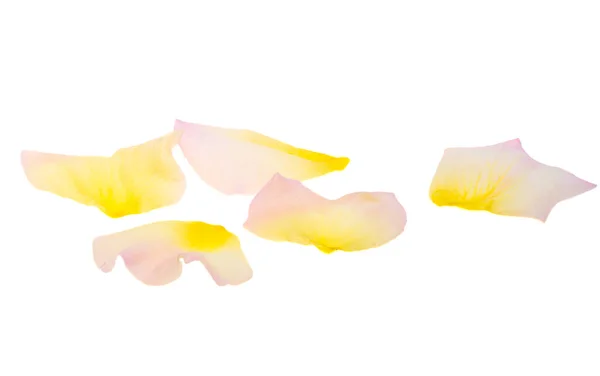 Amarelo Pétalas Rosa Isolado Fundo Branco — Fotografia de Stock