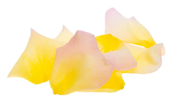 Yellow Rose Petals Isolated White Background — Stock Photo, Image
