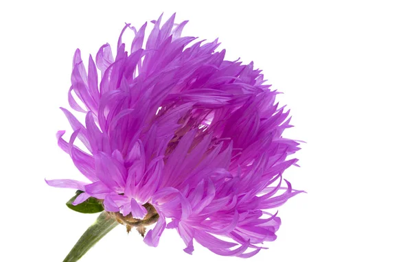 Cornflower Lilac Isolated White Background — Stock Photo, Image