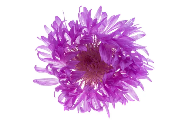 Cornflower Lilac Isolated White Background — Stock Photo, Image