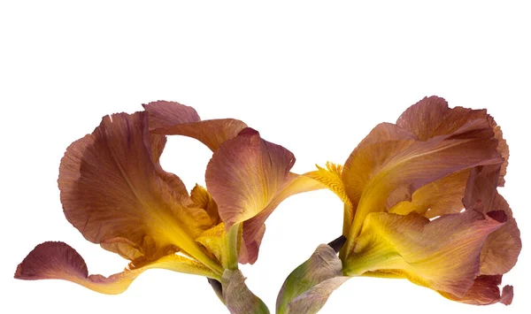 Iris Blomma Isolerad Vit Bakgrund — Stockfoto