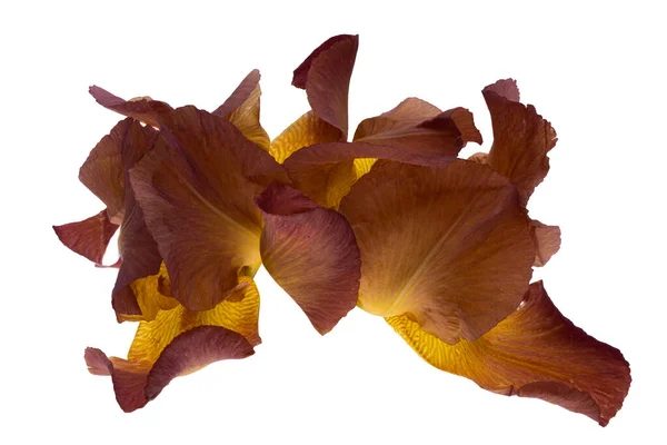Iris Fleur Isolée Sur Fond Blanc — Photo