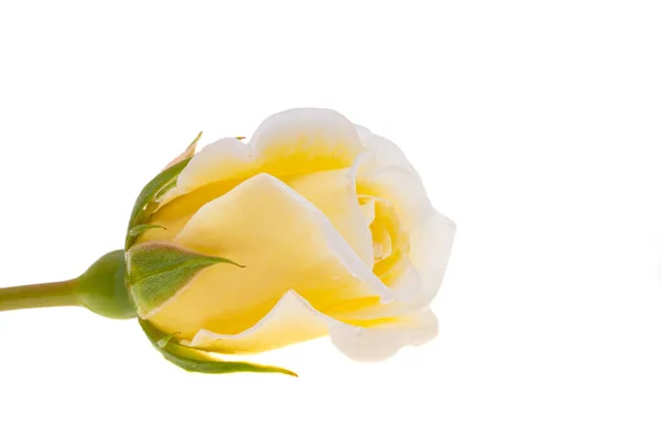white rose isolated on white background