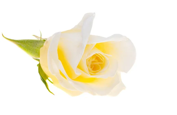 Біла Троянда Ізольована Білому Тлі — стокове фото