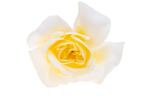 白色的玫瑰 背景为白色 — 图库照片