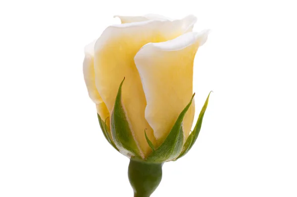Rosa Bianca Isolata Sfondo Bianco — Foto Stock
