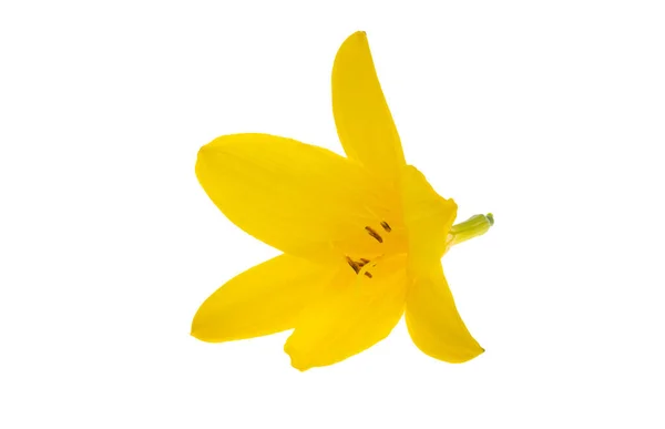 Желтая Лилия Изолированы Белом Фоне — стоковое фото