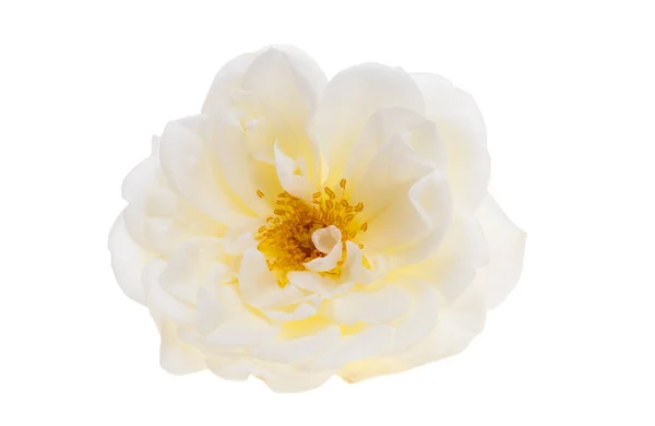 Hvid Rose Isoleret Hvid Baggrund - Stock-foto