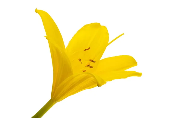 Gelbe Lilie Isoliert Auf Weißem Hintergrund — Stockfoto