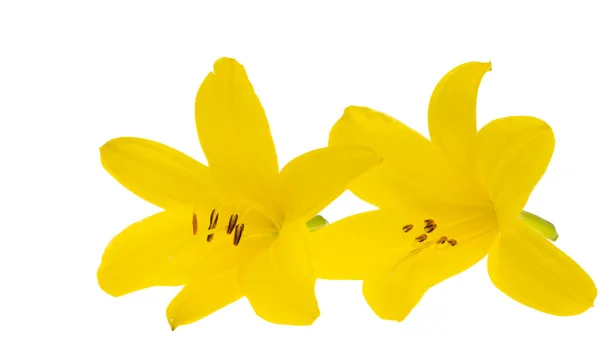 白色背景的黄色百合花 — 图库照片