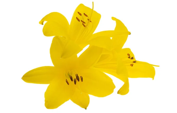 Żółta Lilia Izolowana Białym Tle — Zdjęcie stockowe