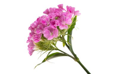 Uzun ömürlü karanfil beyaz arkaplanda izole edilmiş