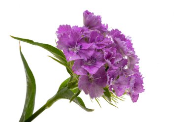 Uzun ömürlü karanfil beyaz arkaplanda izole edilmiş