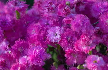 daimi karanfillerin arkaplanı