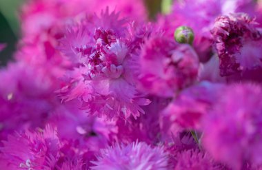 daimi karanfillerin arkaplanı