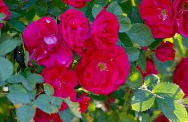 Güneşli bir günde kırmızı gül. Yaklaş.