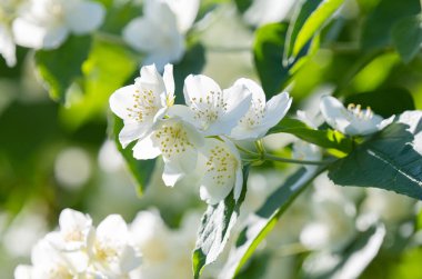 Yasemin çiçekleri güneşli bir günde Kapatın