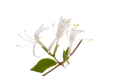 beyaz arka plan üzerinde izole hanımeli çiçekleri