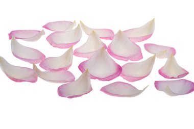 Beyaz arkaplanda izole edilmiş pembe gül yaprakları