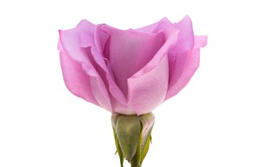 Beyaz arkaplanda yalıtılmış leylak gülü