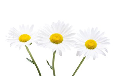 Büyük güzel papatya çayı beyaz arkaplanda izole edilmiş.