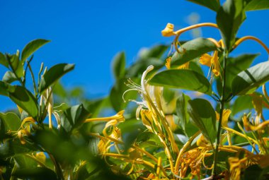Güneşli bir günde açan güzel hanımeli