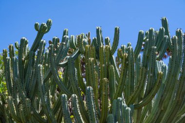 Güneşli bir günde büyüyen kaktüsler