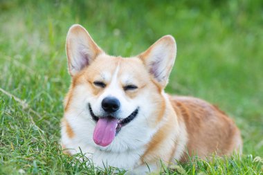 İlkbaharda doğada Galce Corgi portresi